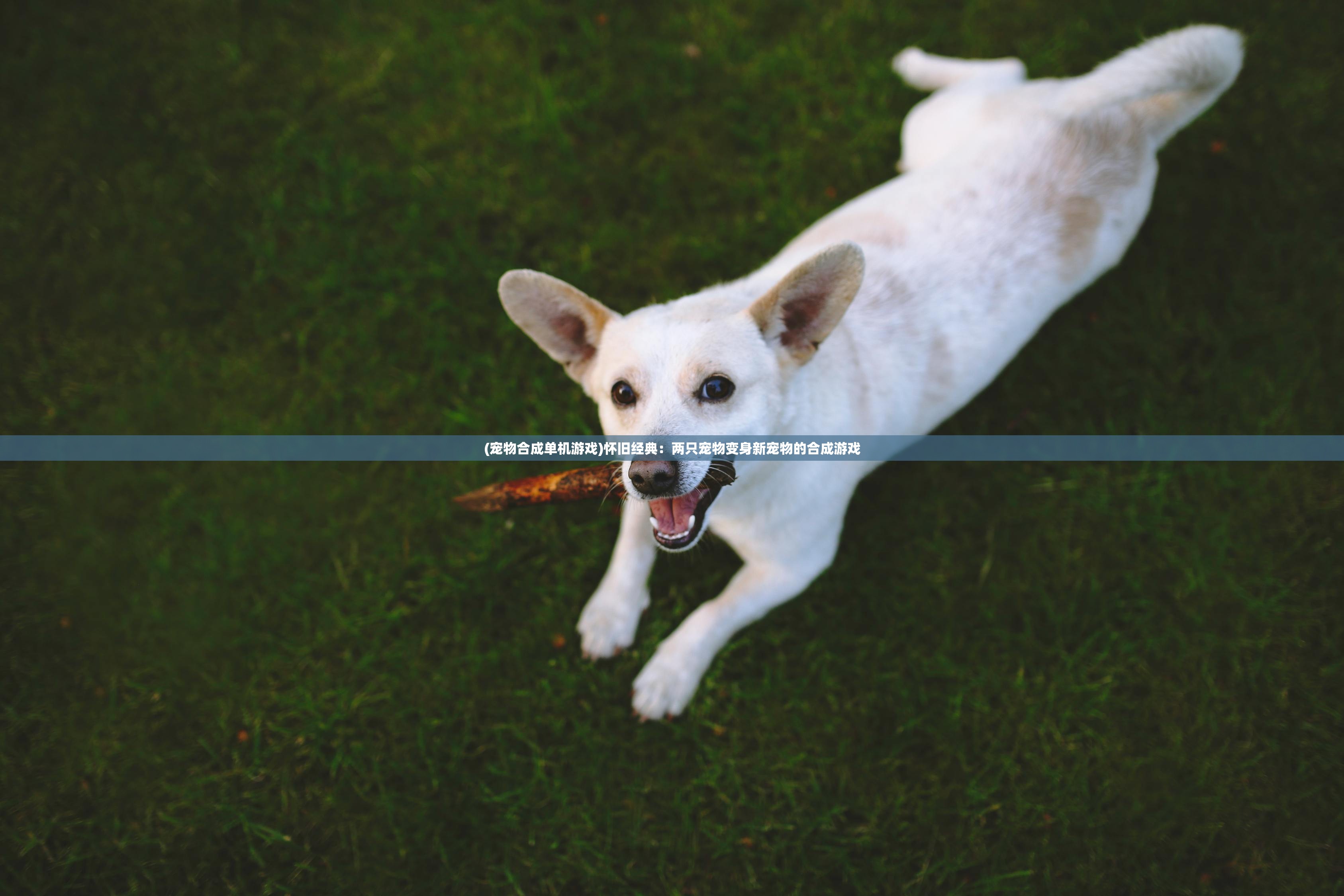 (宠物合成单机游戏)怀旧经典:两只宠物变身新宠物的合成游戏 (宠物合成单机游戏)怀旧经典:两只宠物变身新宠物的合成游戏