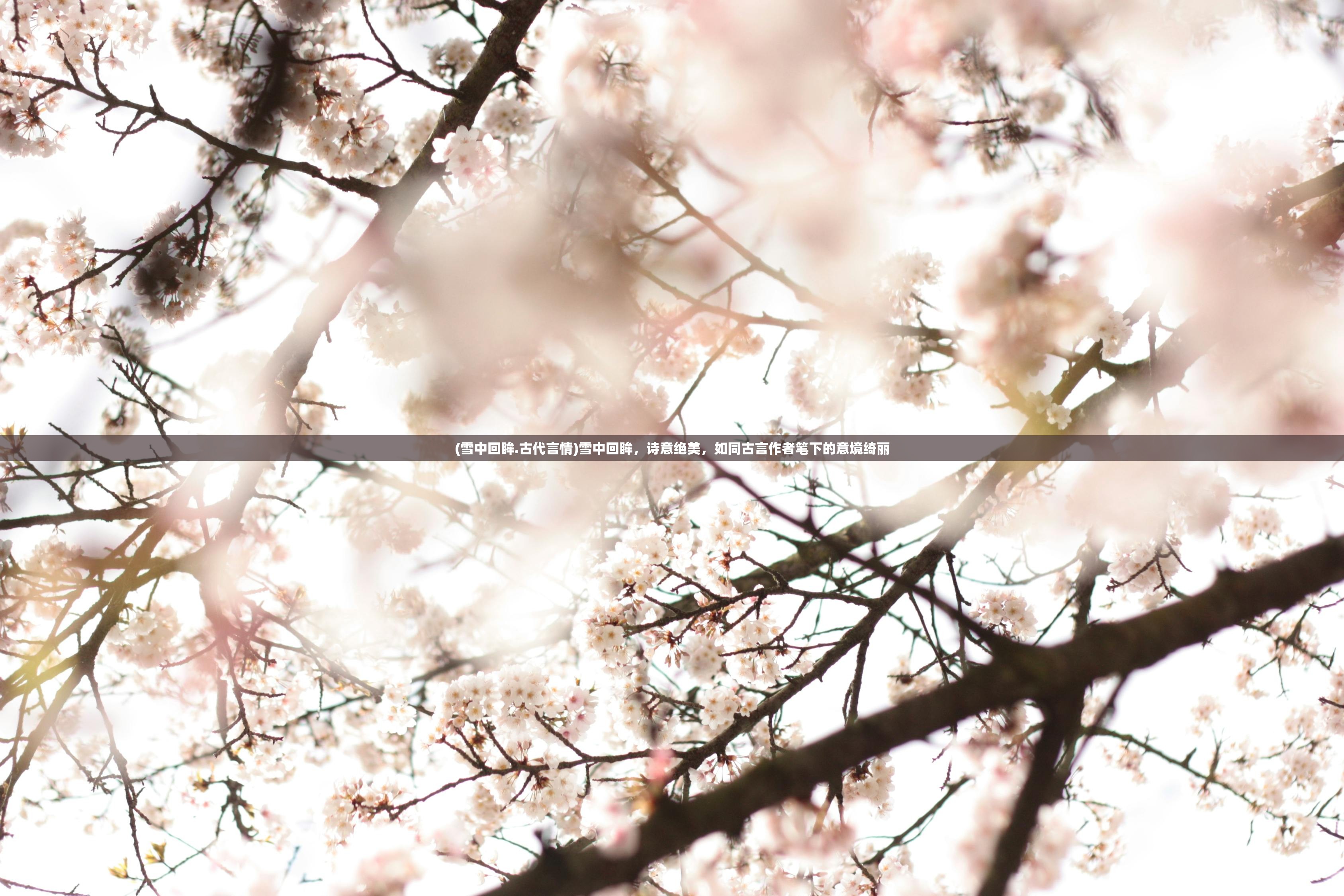 (雪中回眸.古代言情)雪中回眸，诗意绝美，如同古言作者笔下的意境绮丽