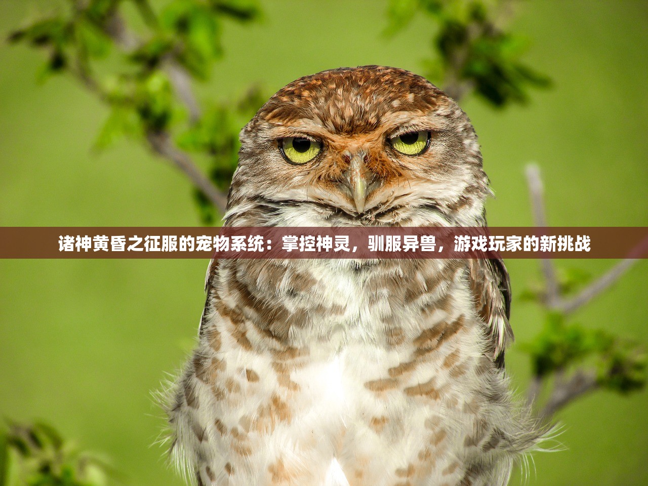 (机动战队大作战强度榜怎么看)机动战队大作战强度榜全面解析与探讨