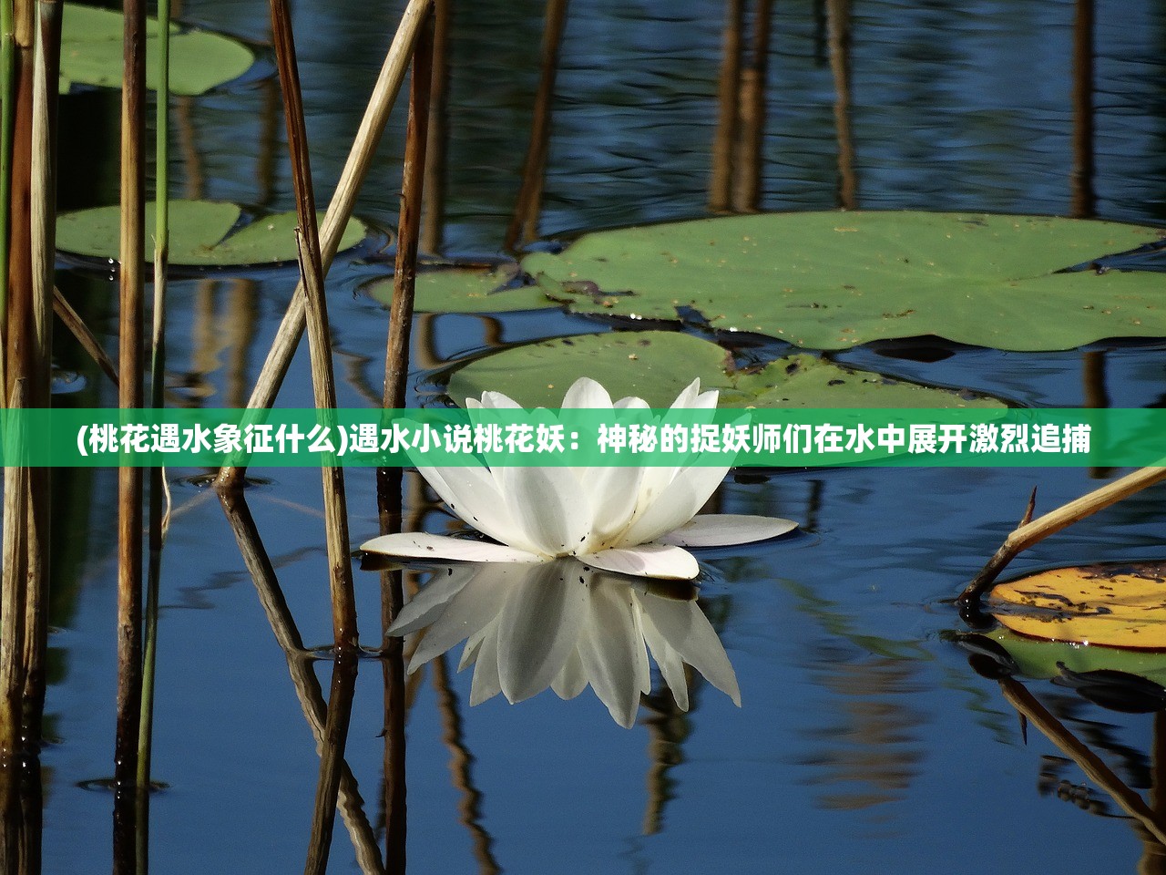 (桃花遇水象征什么)遇水小说桃花妖：神秘的捉妖师们在水中展开激烈追捕