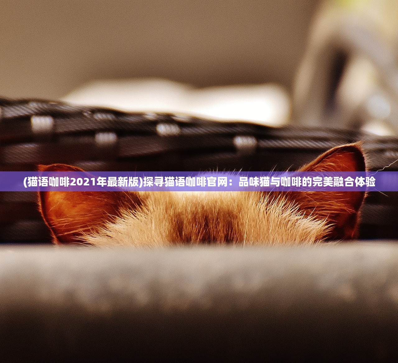 (猫语咖啡2021年最新版)探寻猫语咖啡官网:品味猫与咖啡的完美融合体验 (猫语咖啡2021年最新版)探寻猫语咖啡官网:品味猫与咖啡的完美融合体验