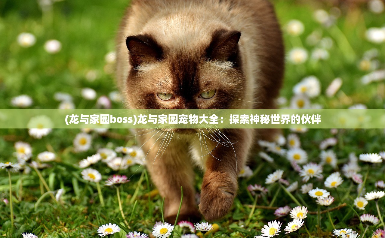 (龙与家园boss)龙与家园宠物大全：探索神秘世界的伙伴