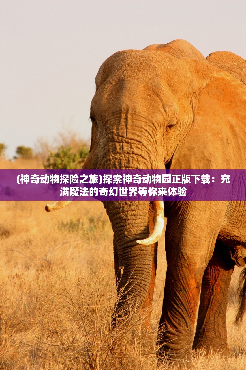 (弹幕与射手官网)弹幕与射手，新名称下的互动体验变革