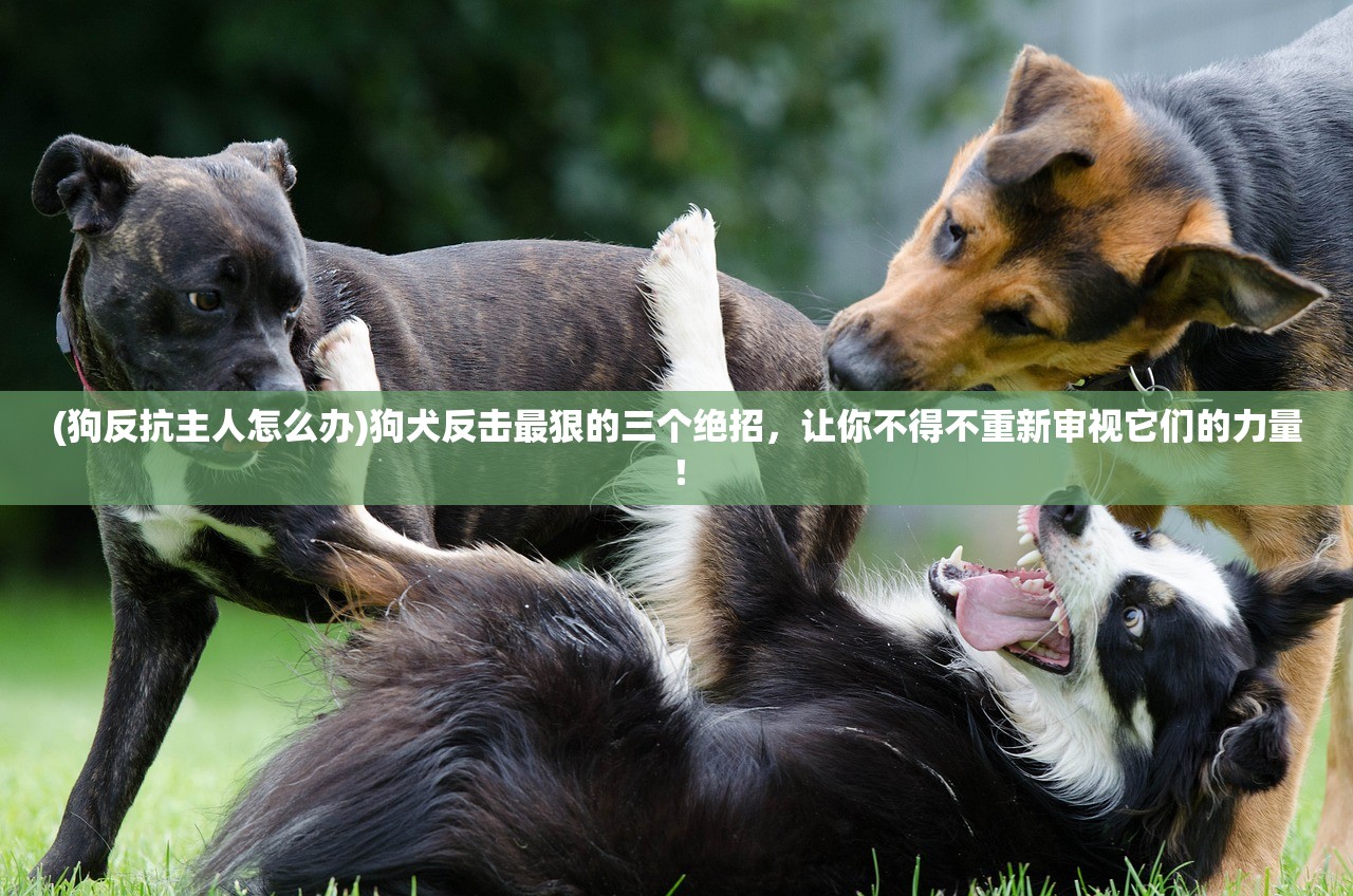 (天道问情下载)天道问情GM版最新版本更新内容解析及常见问题解答