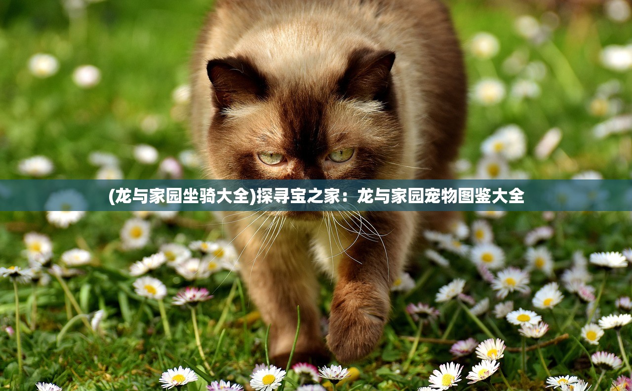 (梦工厂足球俱乐部)梦工厂足球队，激情与实力的碰撞