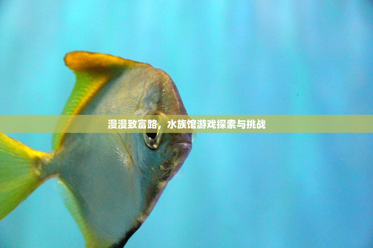 漫漫致富路，水族馆游戏探索与挑战