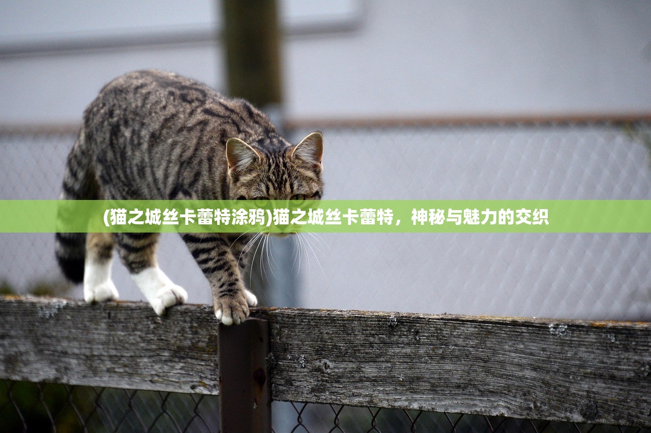 (猫之城丝卡蕾特涂鸦)猫之城丝卡蕾特，神秘与魅力的交织