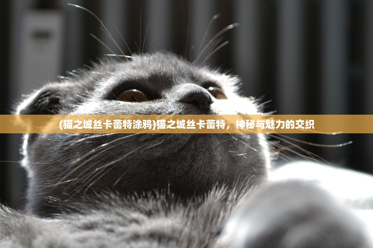 (猫之城丝卡蕾特涂鸦)猫之城丝卡蕾特，神秘与魅力的交织