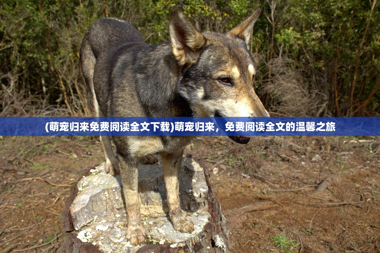 (萌宠归来免费阅读全文下载)萌宠归来,免费阅读全文的温馨之旅 (萌宠归来免费阅读全文下载)萌宠归来,免费阅读全文的温馨之旅