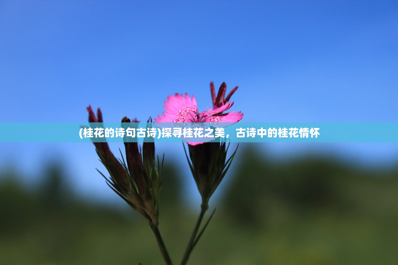 (桂花的诗句古诗)探寻桂花之美，古诗中的桂花情怀