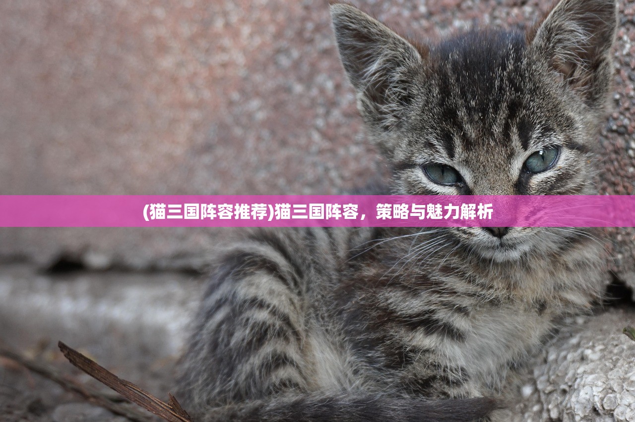 (猫三国阵容推荐)猫三国阵容，策略与魅力解析