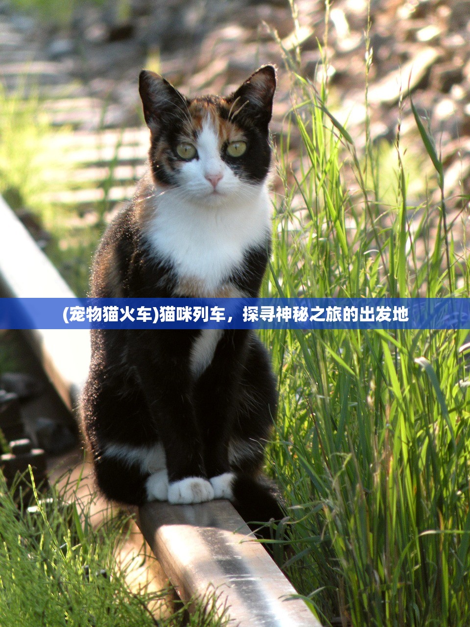 (宠物猫火车)猫咪列车，探寻神秘之旅的出发地