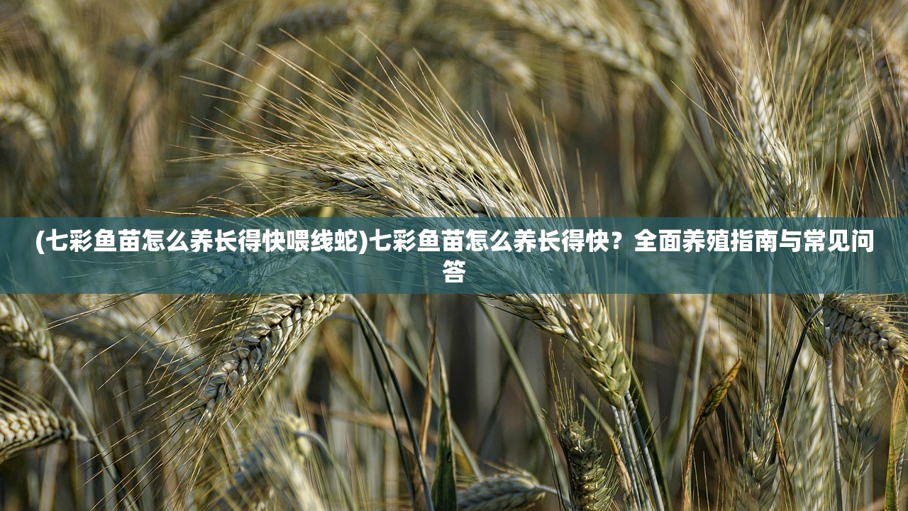 (一口气看完熊猫人规则怪谈有多少粉丝)一口气看完熊猫人规则怪谈，深度解析与探讨