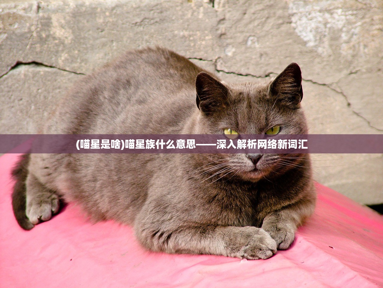 (喵星是啥)喵星族什么意思——深入解析网络新词汇 (喵星是啥)喵星族什么意思——深入解析网络新词汇