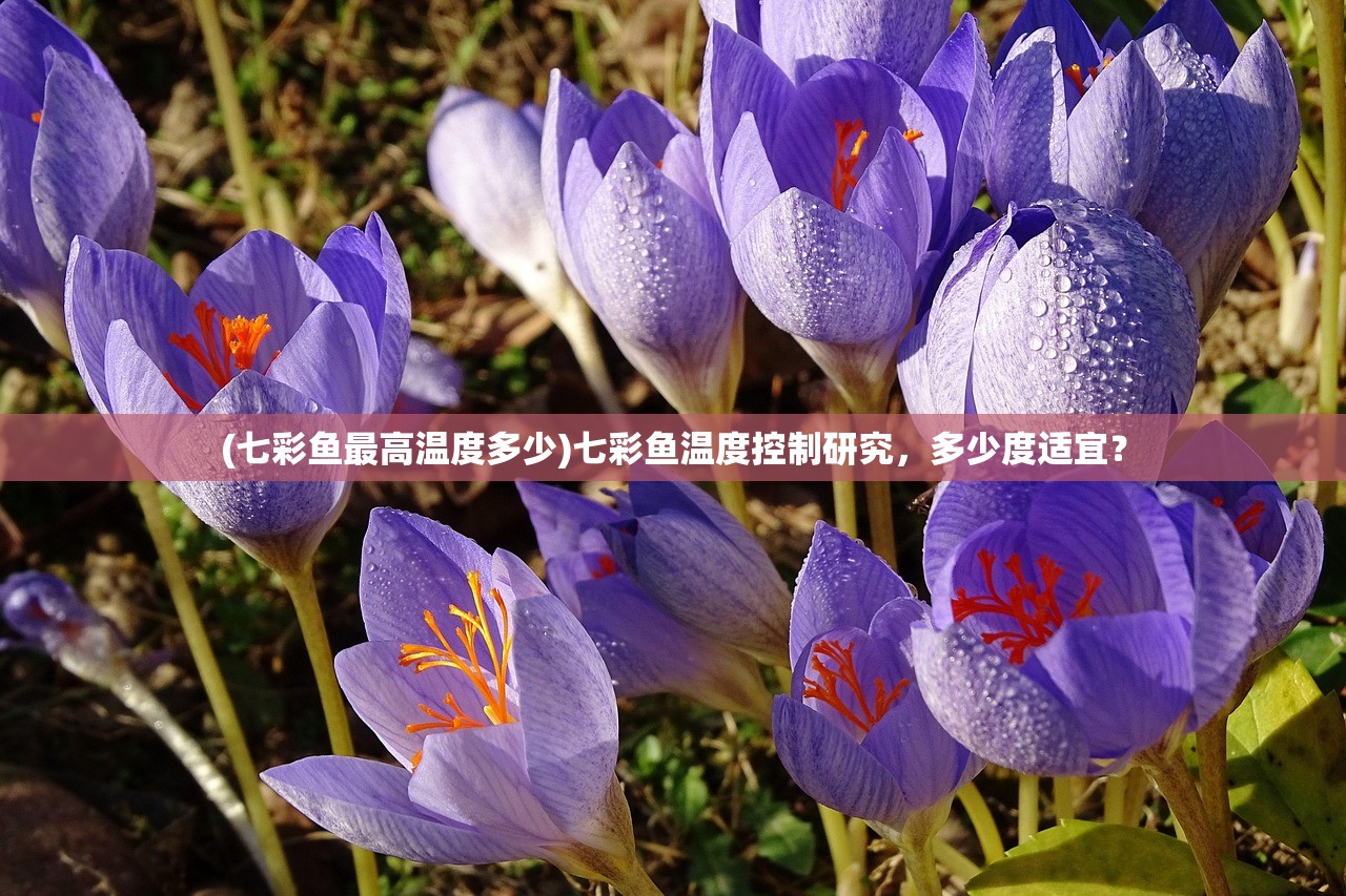 (七彩鱼最高温度多少)七彩鱼温度控制研究,多少度适宜? (七彩鱼最高温度多少)七彩鱼温度控制研究,多少度适宜?