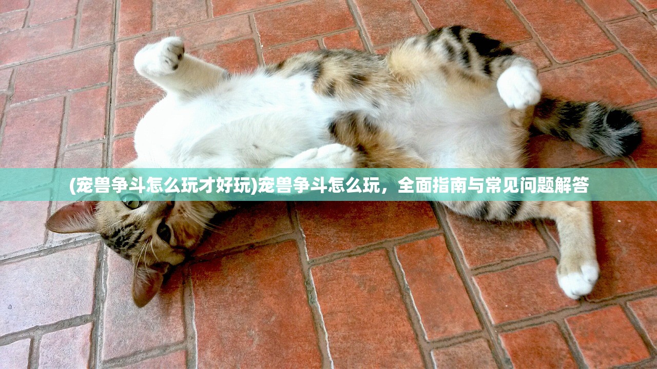 (宠兽争斗怎么玩才好玩)宠兽争斗怎么玩，全面指南与常见问题解答