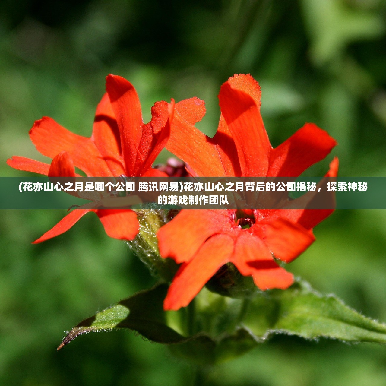 (花亦山心之月是哪个公司 腾讯网易)花亦山心之月背后的公司揭秘,探索神秘的游戏制作团队 (花亦山心之月是哪个公司 腾讯网易)花亦山心之月背后的公司揭秘,探索神秘的游戏制作团队